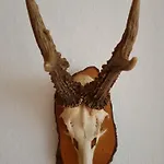 Almtraum
