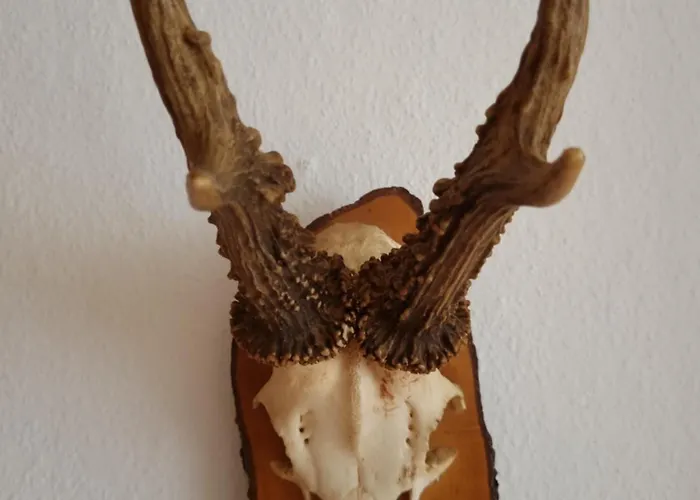 Almtraum