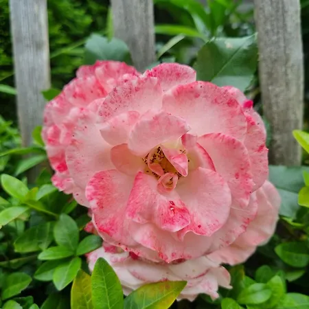 Almtraum 오버스트도르프